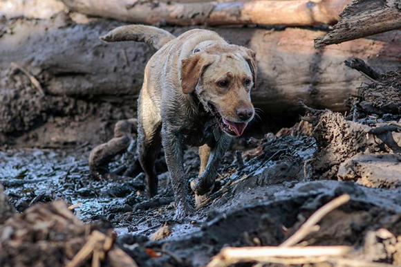  A search and rescue dog is guided through properties after a mudslide in Montecito, California, U.S. January 12, 2018. Photo by Kyle Grillot 