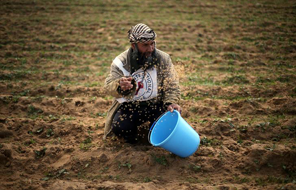  A Palestinian farmer throws wheat seeds during a tour by the International Committee of the Red Cross (ICRC), near the border with Israel, in the southern Gaza Strip January 29, 2018. Photo by Ibraheem Abu Mustafa 