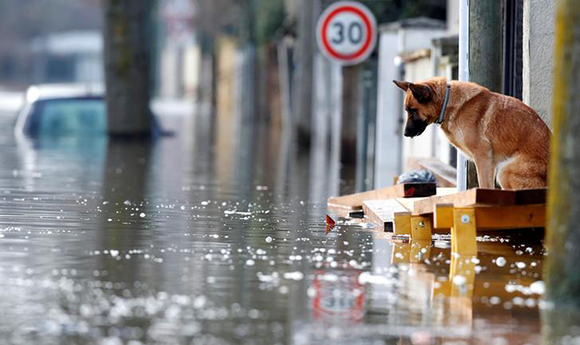  A dog is seen at the entrance of a house in the flooded residential area of Villeneuve-Saint-Georges, near Paris, France January 26, 2018. Photo by Christian Hartmann 