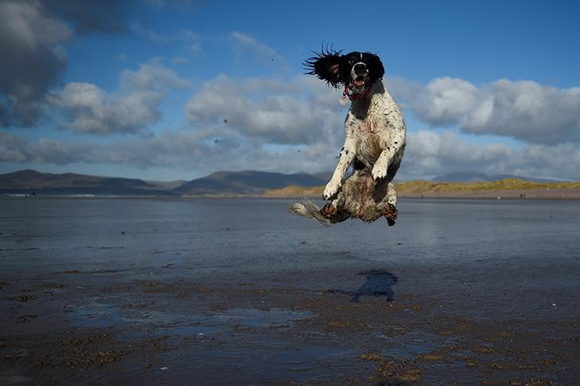  A dog jumps into the air to catch a ball along the beach near the County Kerry village of Rossbeigh, Ireland, February 4, 2018. Photo by Clodagh Kilcoyne 