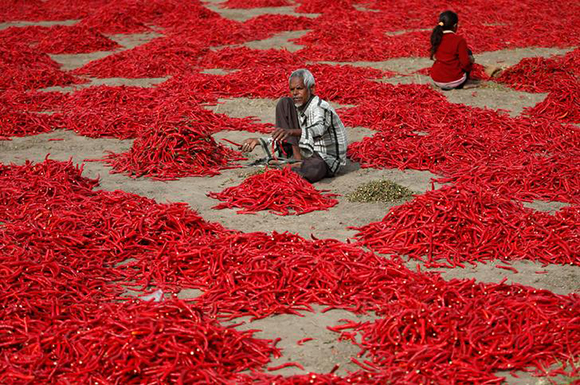  A man removes stalks from red chilli peppers at a farm in Shertha village on the outskirts of Ahmedabad Photo by Amit Dave 