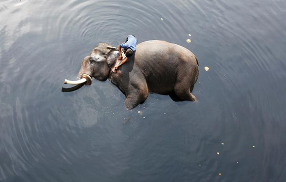  A mahout bathes his elephant in the polluted water of river Yamuna in New Delhi, India February 6, 2018. Photo by Adnan Abidi 