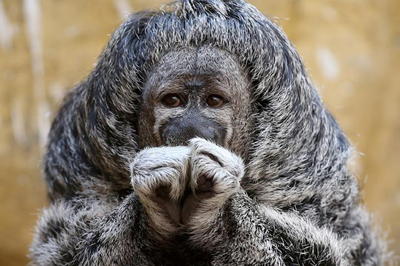  A Geoffroy's Monk Saki is seen at the Parque de Las Leyendas zoo in Lima, Peru, February 14, 2018. Photo by Guadalupe Pardo 