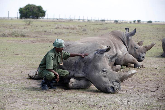  A warden watches over Najin (front) and her daughter Patu, the last two northern white rhino females, in their enclosure at the Ol Pejeta Conservancy in Laikipia National Park, Kenya March 7, 2018. Photo by Baz Ratner 