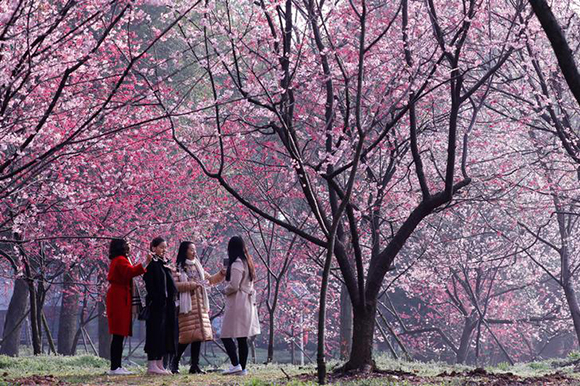  Visitors are seen under blooming cherry blossoms at the East Lake Cherry Blossom Park in Wuhan, Hubei province, China Photo by Stringer 