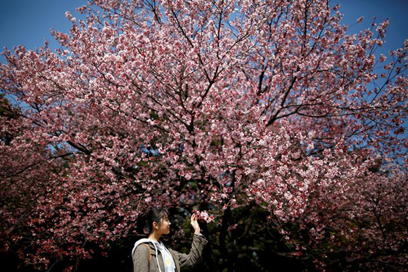  A visitor looks at early flowering Kanzakura cherry blossoms in full bloom at the Shinjuku Gyoen National Garden in Tokyo, Japan Photo by Issei Kato 