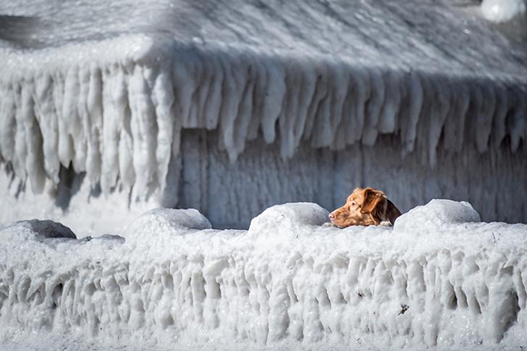  A dog looks over a house covered in ice by the coast at Faxe Bay, south of Copenhagen, Denmark. Photo by Ritzau Scanpix 