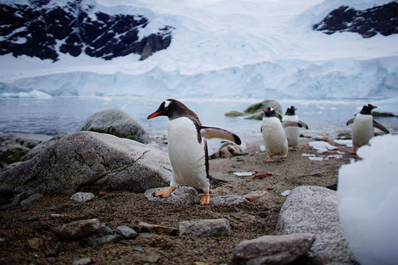  Penguins come ashore in Neko Harbour, Antarctica, February 16, 2018. Photo by Alexandre Meneghini 