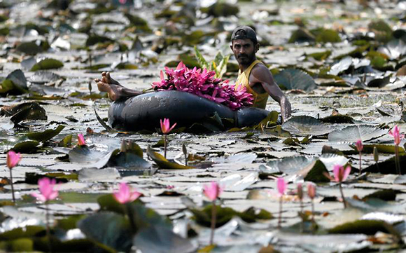  A man collects lotus flowers to sell whilst floating on a tire tube at a pond in Colombo, Sri Lanka Photo by Dinuka Liyanawatte 