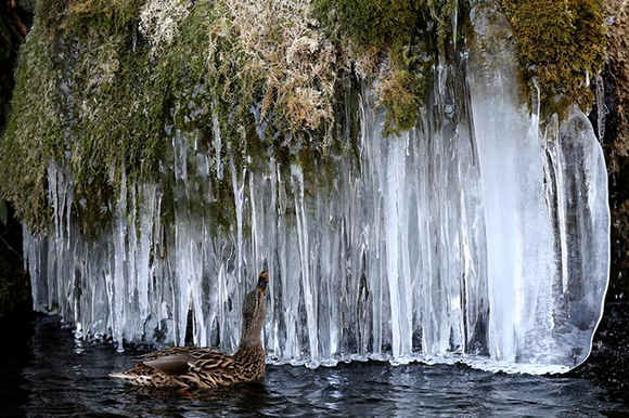  A duck looks at icicles at a pond in Bern, Switzerland Photo by Stefan Wermuth 
