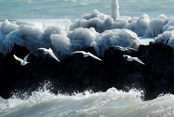  Gulls fly during a windy winter day near Lake Leman in Geneva, Switzerland Photo by Denis Balibouse 