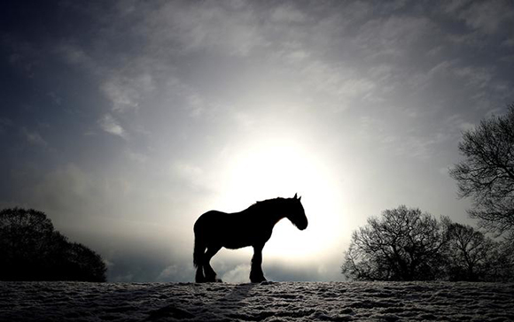  A horse stands in a snow covered field in Keele, Newcastle-under-Lyme, Britain Photo by Carl Recine 