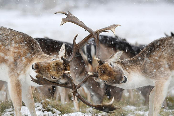  Deer clash antlers as snow falls in Richmond Park in London, Britain Photo by Toby Melville 